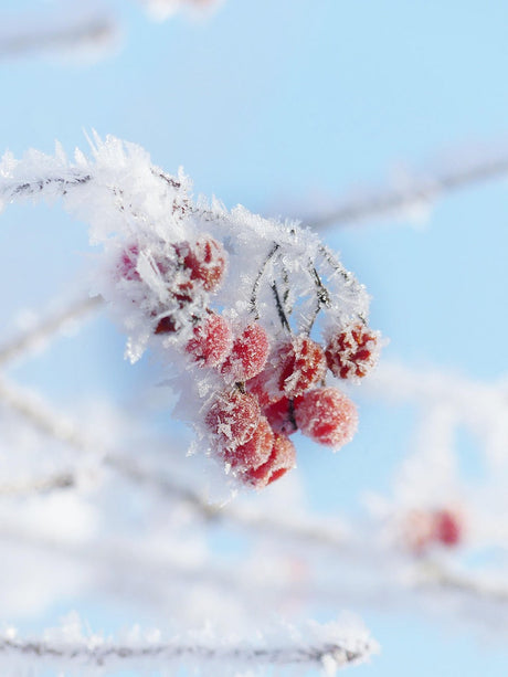 Why Icy Vapes Are Taking Over (and What Makes a Good One)